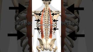 The Erector Spinae Muscles [upl. by Zimmerman]