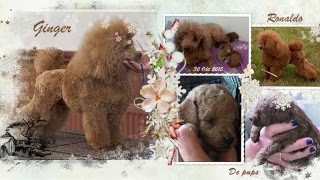 Dexter onze Toy Poedel Pup [upl. by Jeffries439]