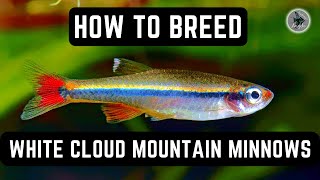 HOW TO BREED WHITE CLOUD MOUNTAIN MINNOWS EASY AND FUN [upl. by Winton]