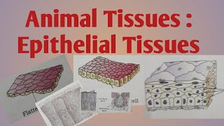 Animal Tissues  Epithelial Tissues [upl. by Baumbaugh866]