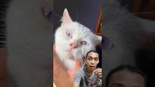 Purple eyed Cat 👀 catlover cat pets [upl. by Greenes]