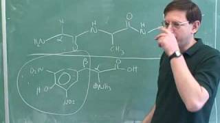 Introduction to amino acids and peptides 11 [upl. by Relyks]