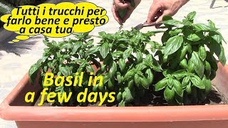 Piantare il BASILICO e PESTO alla genovese tutti i trucchi per farlo a casa An amazing BASIL [upl. by Kus739]