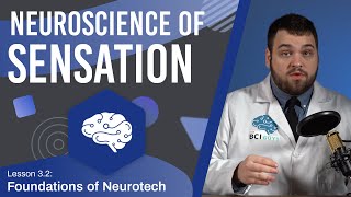 The Neuroscience of Sensation  Lesson 32 [upl. by Ettezoj]