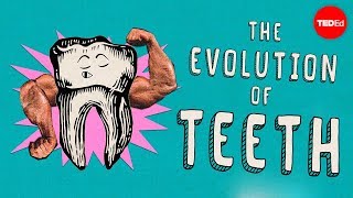 How did teeth evolve  Peter S Ungar [upl. by Ibloc]