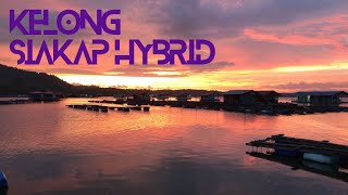 Trip Kelong Siakap Hybrid September 2024 [upl. by Swirsky]