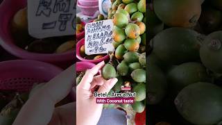 Areca Nut Betel Nut Pinang Fruit Areca Catechu Palm travel tripical plant food malaysia shorts [upl. by Fabio]