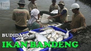 CARA BUDIDAYA IKAN BANDENG DI TAMBAK [upl. by Thecla]