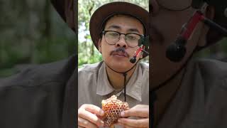 ASMR Eating Raw Honeycomb With Bees 🐝 shorts short honey [upl. by Bing]