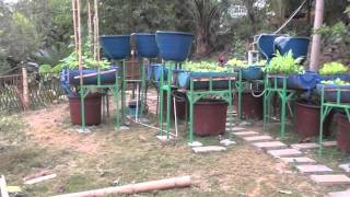 Aquaponics in JH China [upl. by Imyaj]