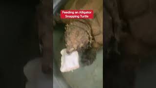 Why I NEVER Hand Feed A Common Snapping Turtle 😳🐢 shorts turtle [upl. by Kern710]