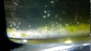 Live Rotifers for clownfish larvae cultures Ltype [upl. by Koral856]