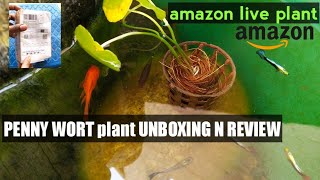 Pennywort  marshywort aquatic plant unboxing and review from amazon [upl. by Otreblasiul]