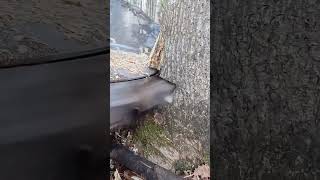 Cutting process of trees with flat saw blades [upl. by Allyce]