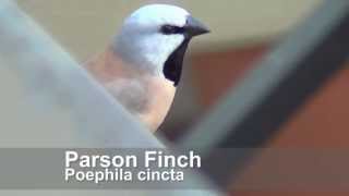 Parson Finch  Poephila cincta [upl. by Erihppas]