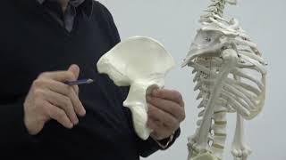 Anatomy of lower limb 1  Hip bone  part 1   by Dr Wahdan [upl. by Remington]