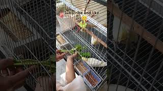 Feeding time😋cockatiel birds birdslover shortvideo [upl. by Dammahom568]