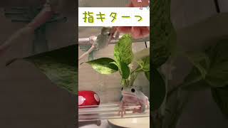 指がぁぁぁぁー…イエアメガエル カエル かえる 可愛い けろはちゅっちゃ frog toad Litoria caerulea Green tree frog 개구리 katak [upl. by Otrevlig]