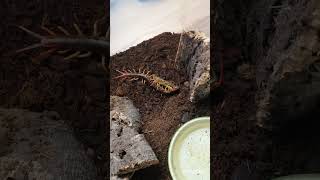 Scolopendra dehani vs locust scolopendra giantcentipede [upl. by Prussian]