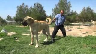 Biggest Dog in the World 90 cm Turkish Kangal [upl. by Shadow]