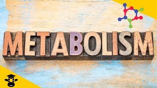 What is metabolism in biology [upl. by Ark]