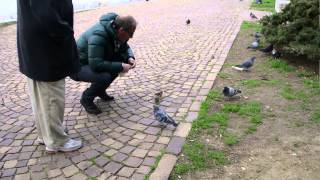 Passerotti mangiano il cibo dalle mani [upl. by Diandre]