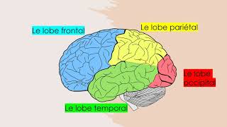 Les aires et fonctions du cerveau [upl. by Gretchen]