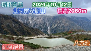 日本🇯🇵長野 白馬 八方池 北阿爾卑斯山 標高2060m 富山 立山黑部 上高地 新潟 自駕遊 秋天 紅葉 楓葉 賞楓 名勝 [upl. by Oaks]