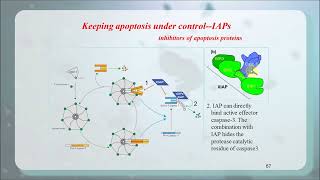 Regulation of apoptosis IAPs P53 NF kB 齐鲁医学院 [upl. by Asillam856]