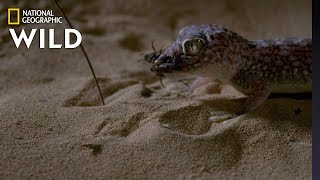 Sand Fish v Gecko  Dead By Dawn [upl. by Esiuqcaj]