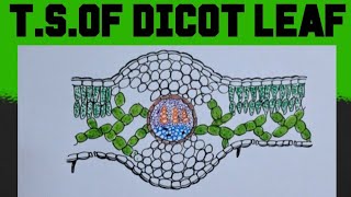 How to draw LSof dicot leaf easily [upl. by Yenreit]