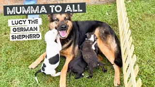 Lucy the German Shepherd is Mumma to all Doug has dummy amp Bandit plays with Miss Violet Staffy Pup [upl. by Anya77]