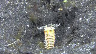 the Terrific Bobbit worm and the little fish [upl. by Kanter]