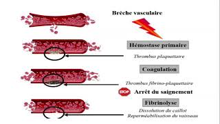 Physiologie de lhémostase [upl. by Kalikow]