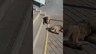 Cute stray dogs😍😘🥰shorts [upl. by Sillsby584]