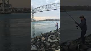 Tautog fishing  cape cod canal [upl. by Aneehsyt]