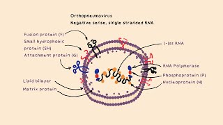 Why Increase in Cases of Respiratory Syncytial Virus RSV [upl. by Uela]