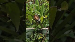 Lovely lacewing biblis butterfly insectlife [upl. by Rosabella257]