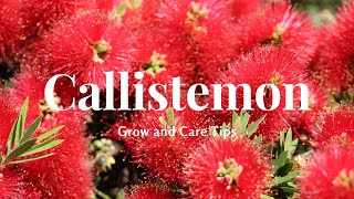 Callistemon Grow and Care Tips [upl. by Drarrej]