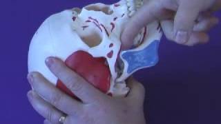 TMJ Muscle Palpation [upl. by Aminta]