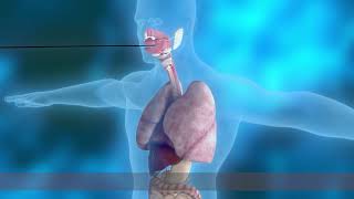 JAVASTENT® Tracheal Bronchial Stent [upl. by Mccutcheon163]