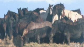 De Paarden van Marrum  De 25 meest bijzondere heldendaden [upl. by Nnayram]