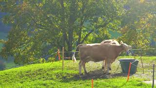 Erlenbach im Simmental  Hinterstockensee amp Oberstockensee [upl. by Yecniuq]