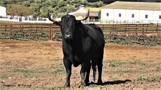 Los Toros Fuente Ymbro 2019 Y La Entrevista  Mayoral D Alfonso Vázquez [upl. by Kella267]