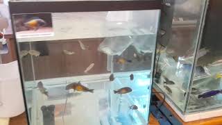 CICHLIDS AQUARIUMS SHOW EXCHANGE MEMBERSCongresso nazionale CiclidofiliAICCICHLIDS TANKSCiclidi [upl. by Haroved]