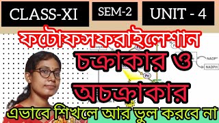 nnCLASS  11💥SEM  2✍️unit4📚photophosphorylation🌳Noncyclic amp Cyclic in bangla 💯 [upl. by Annice]