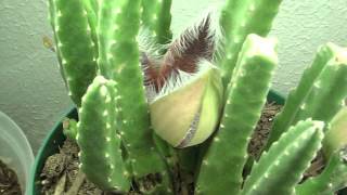 Time Lapse Blooming Stapelia [upl. by Deanna]