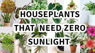 17 houseplant that can survive darkest corner of your house  The Best Low Light Houseplants [upl. by Moselle]