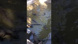 Crocodile eat food in water 2short [upl. by Cornel]