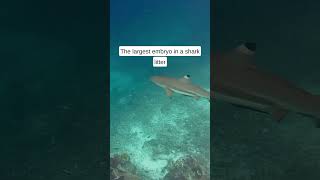 Scared of sharks Here are some facts that won’t help you with that phobia 🦈😱 shark [upl. by Aneehsram]